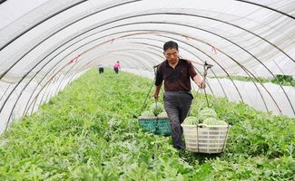 苗期、 瓜膨大前，行动要快