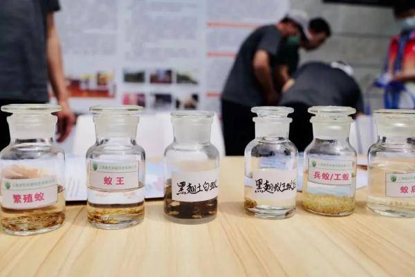 下雨前白蚁乱飞，喷哪种杀虫剂既高效又平安？