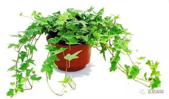 Q：买回来的盆栽活不过两周咋整？