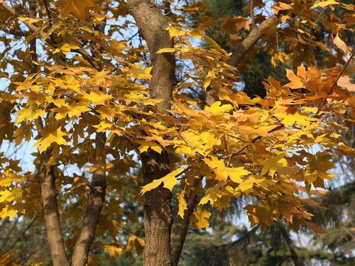 引子：多花蓝果树，你了解多少？