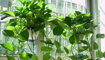 绿萝萎蔫速解秘籍，植物急救新主张