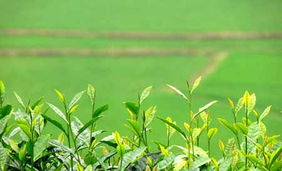 无公害农药的用法和用量，你真的懂吗？