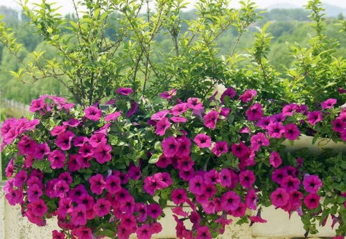 新手种花，心大一点，惊喜连连