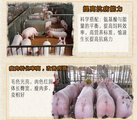 自配猪饲料加什么中药可以提高猪的消化吸收率？