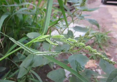 一、 丁草胺和二甲戊灵：各有千秋