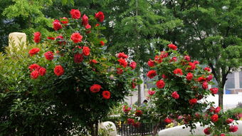 造型月季：花坛里的艺术精灵