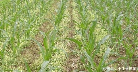 胡萝卜苗后的除草剂选择