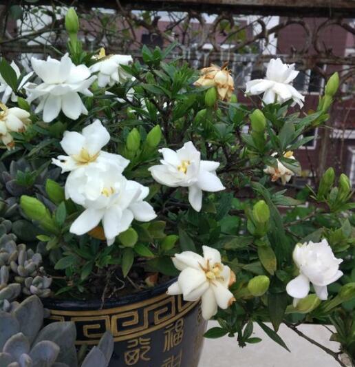 空气干燥要保湿， 我的保湿秘籍就是花盆坐水盘