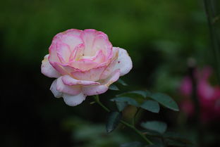 白色铠甲月季：简约而不简单