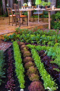 推荐好种菜：不用施肥也Neng长