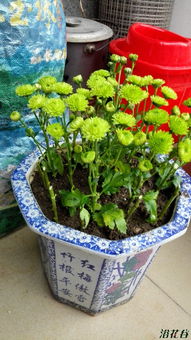 绿菊养殖小贴士：水质篇