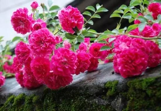 蔷薇花的情感表达