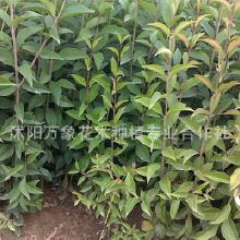 女贞树价格：你jue对想不到的数字