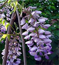 紫藤扦插繁殖技巧：轻松培育美丽藤蔓植物！