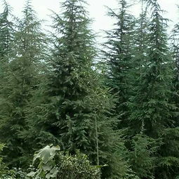 雪松的生长环境