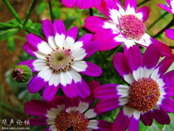 春天的花儿们，纷纷登场啦！