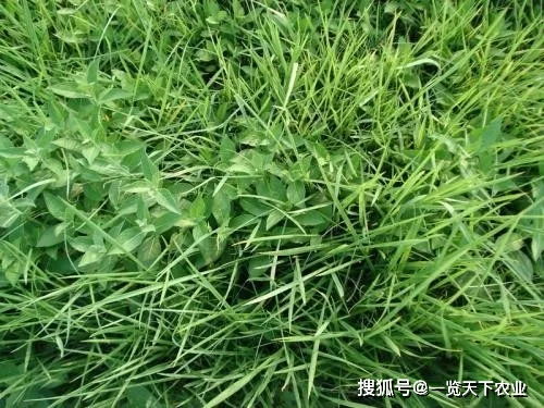 敌草快二氯盐，Neng和乙草胺混用吗？