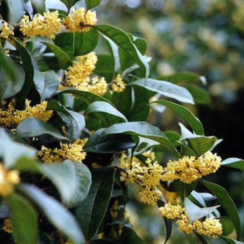 “桂花树大小与价格揭秘，爆款花卉必看！”