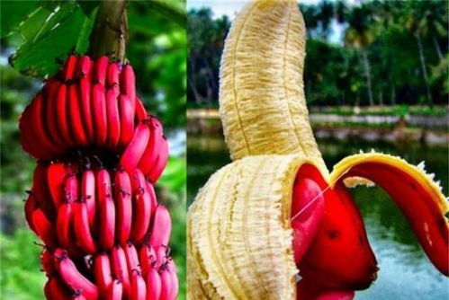 红香蕉：美味与药用并存