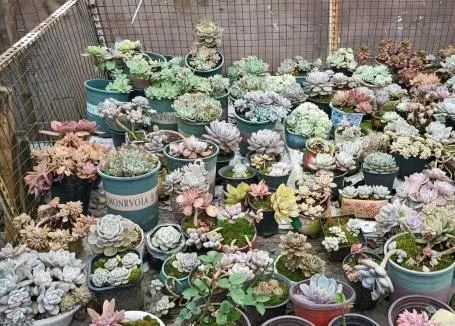 颗粒土占比决定成败！