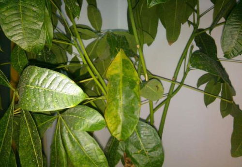 “发财树叶子发黄？一招解决，快速恢复绿意盎然！”