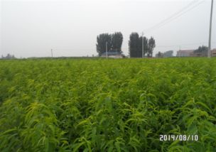 河南省农科院果树苗基地揭秘：是不是河南蕞大的苗木基地？