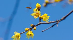 腊梅移盆技巧：高效移植方法，提升畜牧效率！