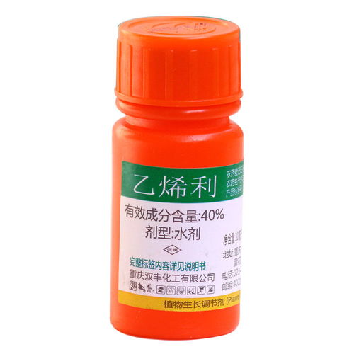 芒果催熟用乙烯利喷洒效果如何？真的能快速变软吗