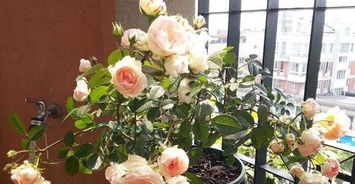 月季花浇水技巧中，如何根据不同生长阶段调整浇水频率