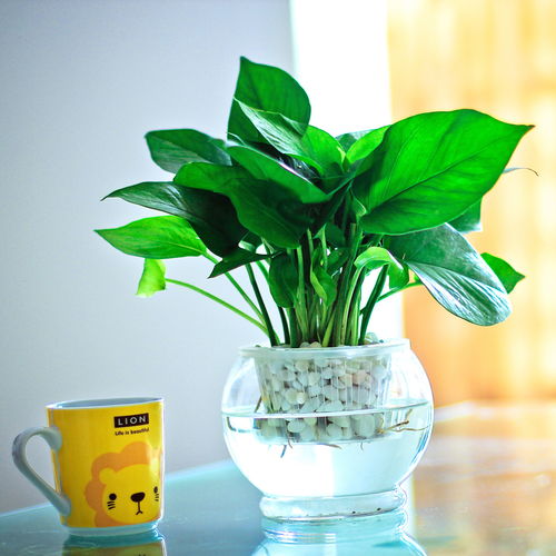 绿萝灌根，多菌灵是个啥？