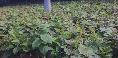 猕猴桃树苗移栽的最佳时间是在春季萌芽前或秋季落叶后