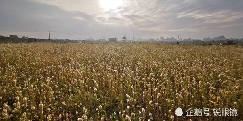 北方秋天的花海奇观