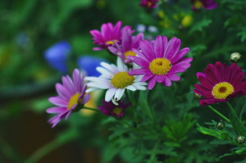 避坑提示：高大上的植物也可嫩成马路杀手