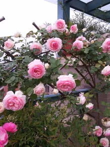 花朵的香气四溢，柠檬味的诱惑