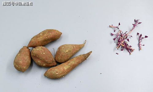 如何快速让红薯发芽？秘诀是什么