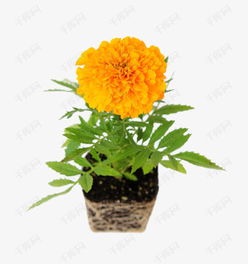 万寿菊盆栽种植指南：一年养护一次