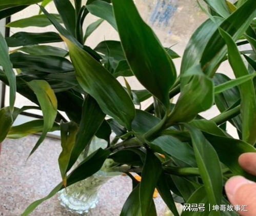 水养富贵竹时如何避免根部腐烂和黄叶
