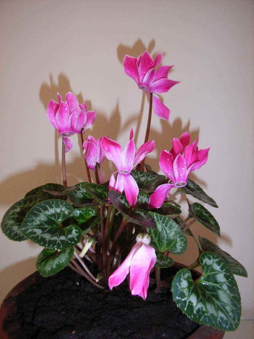 千佛手耐寒吗？冬季不怕冷！