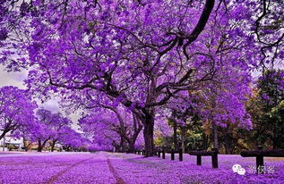 薰衣草与木棉花