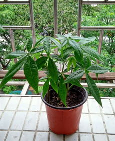 实战对比：园土VS千层土