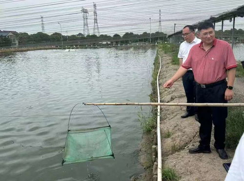养虾风险较大，涉及水质、病害、市场波动等多重因素