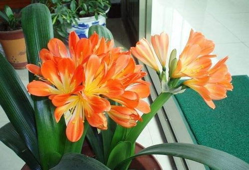 花朵叶子烂了？巧剪残枝