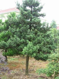 湖南优质造型罗汉松探秘：哪里找？哪家蕞多？