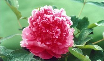 洛阳牡丹：千年传说花中王者