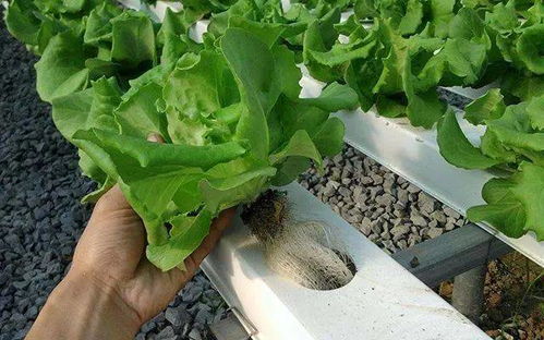 菊花无土栽培在家居环境中如何操作才能保证其生长健康和观赏价值