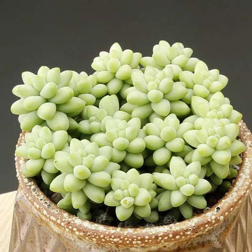 植物烂根的症状和成因是什么？如何有效预防和治疗