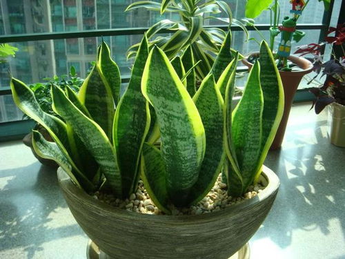 虎皮兰：净化空气的绿意盎然