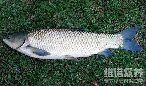 草鱼饲料改善加工工艺后哪种草鱼饲料配方更适合提高草鱼的生长速度和饲料利用率？