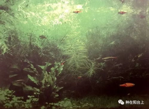 神奇水草大揭秘：浮出水面打造生态池塘必知3类浮水植物