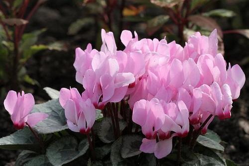 仙客来花怎么养最好？拆分后